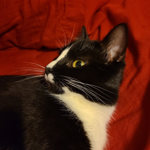 Meet your Posher, Sam - Picture 2 of 2